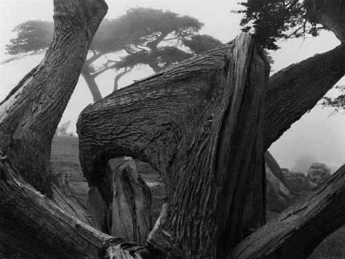 Cypress and Fog