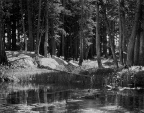 Lodgepole Pines