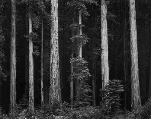 Redwoods